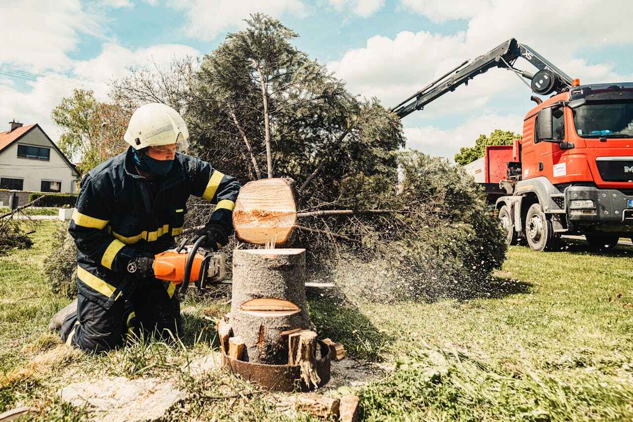 Beatrice, NE Tree Service Company